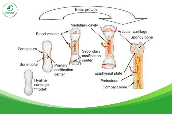 Các giai đoạn hình thành và phát triển của xương