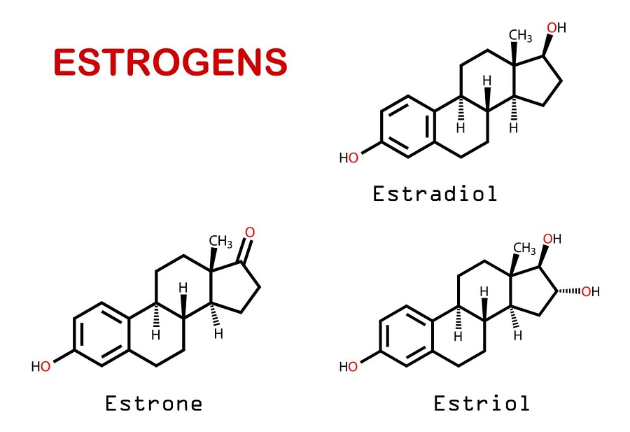 estrogen trong co the